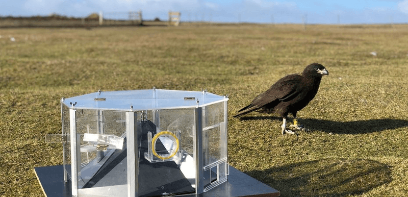 A striated caracara pretending very hard it's not interested in the puzzle box it desperately wants to solve.