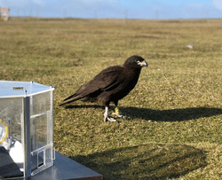 A striated caracara pretending very hard it's not interested in the puzzle box it desperately wants to solve.