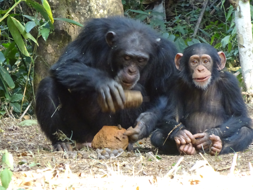 a chimpanzee cracking a nut with a rock