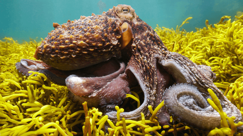 an octopus chilling in some algae