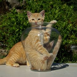 Orange cat sat in a glass vase, poking its head and paw out, with another orange cat and a tree in the background