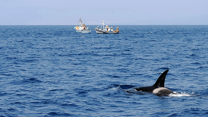 an orca in the sea with two small fishing boats in the background