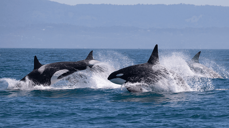 Three orca jumping out of the water.