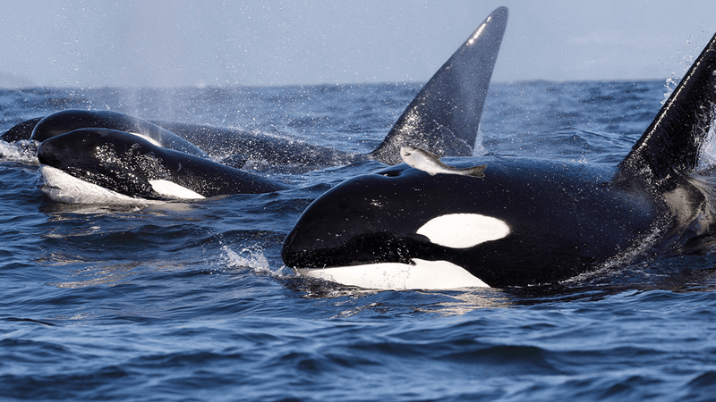 Orca wearing a salmon as a hat