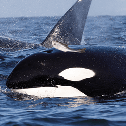 Orca wearing a salmon as a hat