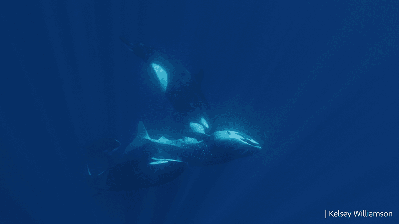 Thee orcas surround a whale shark that has been turned on its back. Small fish are attached to the head and underside jaw of the whale shark. The image shows the main orca with face down seemingly biting the whale sharks stomach. A second orca might have a fin of the whale shark in its mouth. 