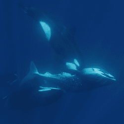 Thee orcas surround a whale shark that has been turned on its back. Small fish are attached to the head and underside jaw of the whale shark. The image shows the main orca with face down seemingly biting the whale sharks stomach. A second orca might have a fin of the whale shark in its mouth. 