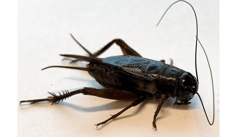 You probably can't tell if this Pacific field cricket is male or female. Turns out crickets aren't that sure as well, and well fed males will sing just in case.