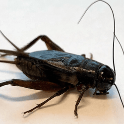 You probably can't tell if this Pacific field cricket is male or female. Turns out crickets aren't that sure as well, and well fed males will sing just in case.