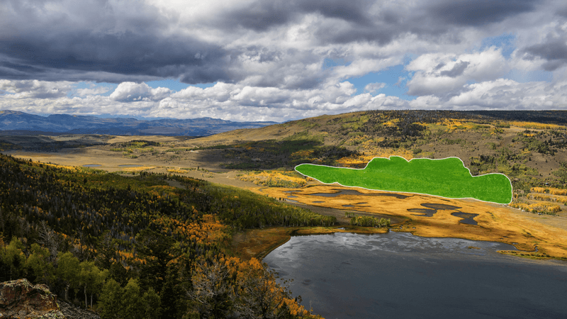 an aerial view of pando quaking aspen spreading across 42.6 hectares