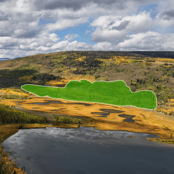 an aerial view of pando quaking aspen spreading across 42.6 hectares