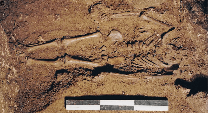 Photograph of the infant burial during excavation, skeletal remains in brown earth