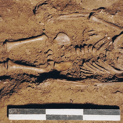 Photograph of the infant burial during excavation, skeletal remains in brown earth