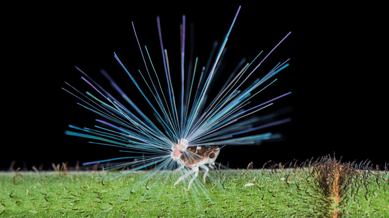 planthopper nymph with a fiber-optic-like tail