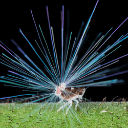 planthopper nymph with a fiber-optic-like tail