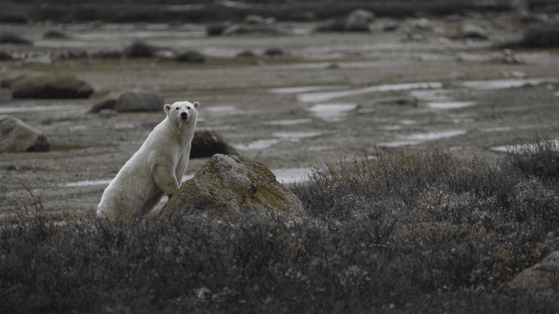 a polar bear waiting for sea ice to reappear so it can go and hunt