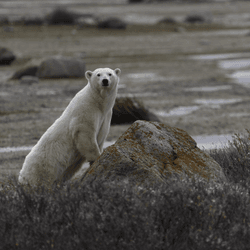 a polar bear waiting for sea ice to reappear so it can go and hunt