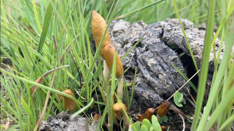 Small creamy mushrooms with a long orange shell, a new species to South Afrcia, Psilocybe maluti