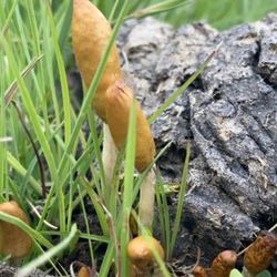 Small creamy mushrooms with a long orange shell, a new species to South Afrcia, Psilocybe maluti