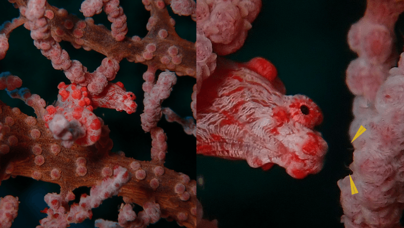 a pygmy seahorse facing two antagonistic worms hiding in coral