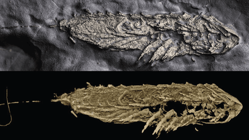 The holotype specimen of Lomankus edgecombei.