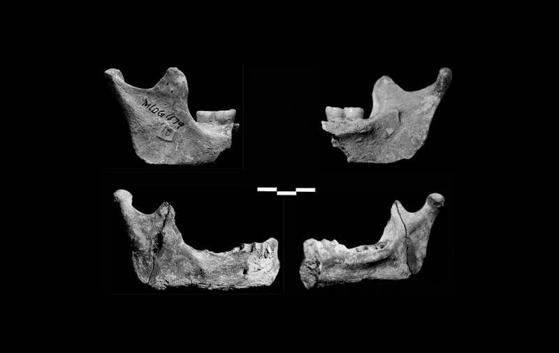 Mandibles (jaw bones) of the hominins found in the Red Deer Cave of Yunnan, southern China.  