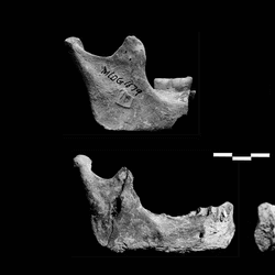 Mandibles (jaw bones) of the hominins found in the Red Deer Cave of Yunnan, southern China.  