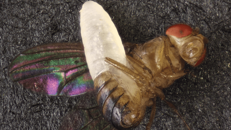 A bright white larvae burst out of the body of dead fly with iridescent wings and red eyes