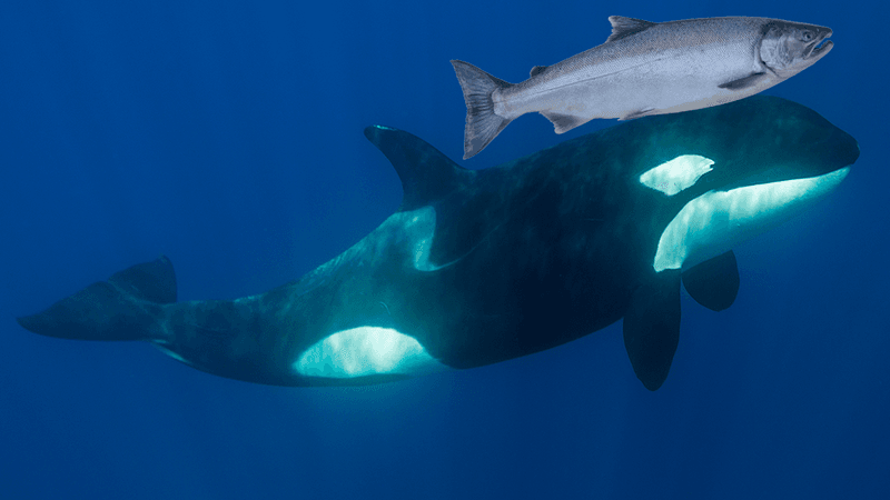 An orca, wearing a badly-photoshopped salmon as a hat.