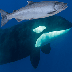 An orca, wearing a badly-photoshopped salmon as a hat.