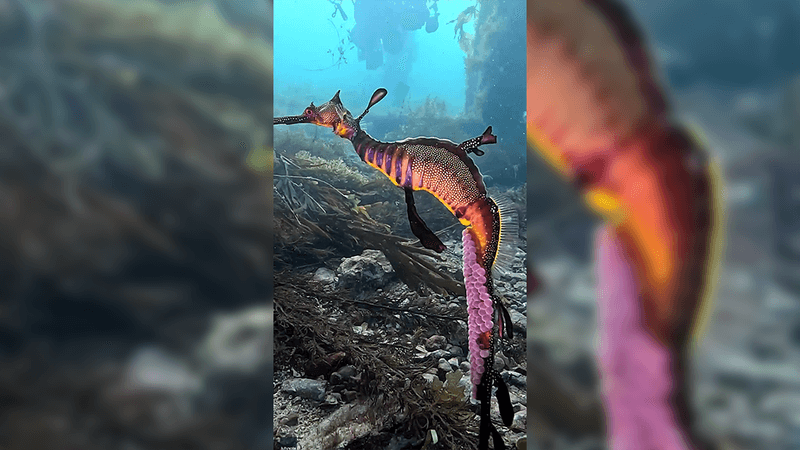 A beautiful multicolored seadragon underwater with hundreds of bright pink eggs on his tail.