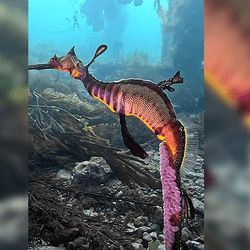 A beautiful multicolored seadragon underwater with hundreds of bright pink eggs on his tail.