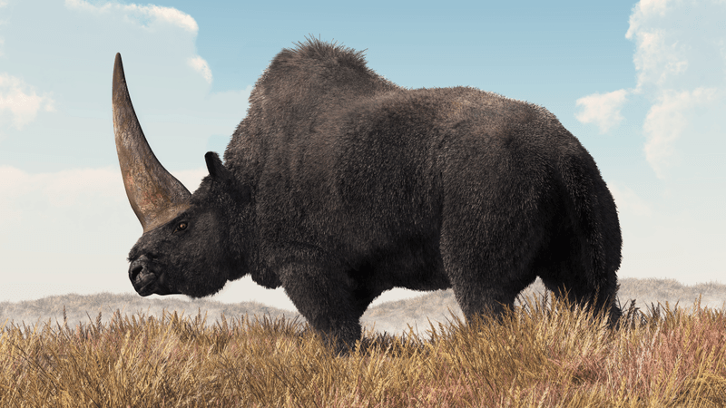 an elasmotherium siberian unicorn with brown shaggy coat and giant horn