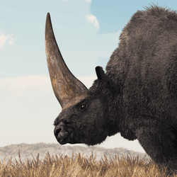 an elasmotherium siberian unicorn with brown shaggy coat and giant horn