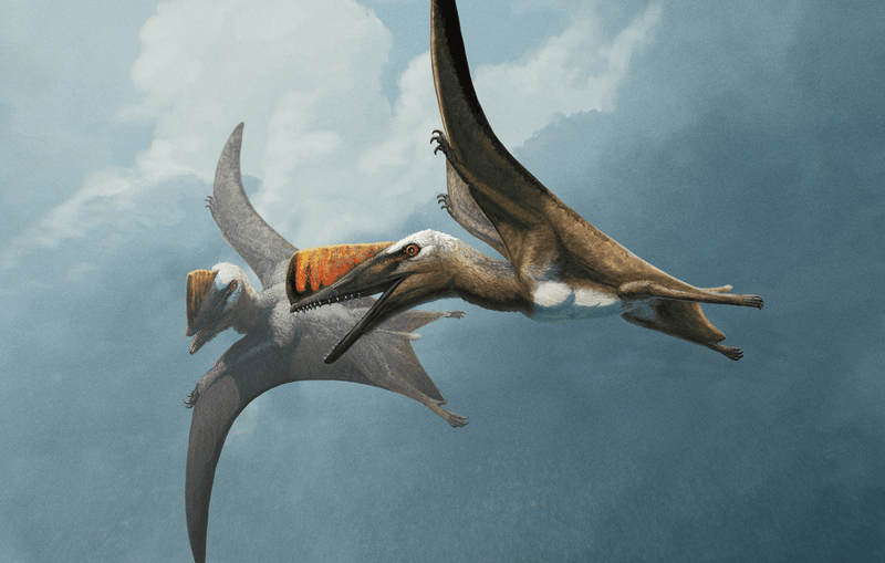 Artist's impression of two Skiphosoura bavarica in flight. These pterosaurs fill a major gap in the evolution of the famous pterodactyls and their releatives.