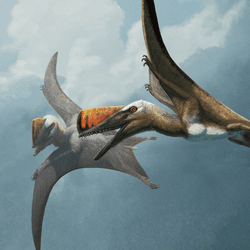 Artist's impression of two Skiphosoura bavarica in flight. These pterosaurs fill a major gap in the evolution of the famous pterodactyls and their releatives.