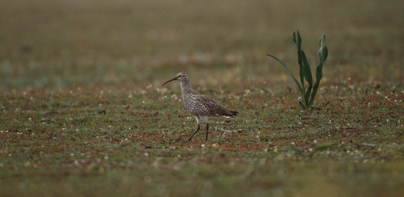 One of the last of the Slender-billed Curlews photographed in Morocco before extinction.