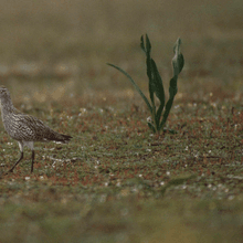 One of the last of the Slender-billed Curlews photographed in Morocco before extinction.