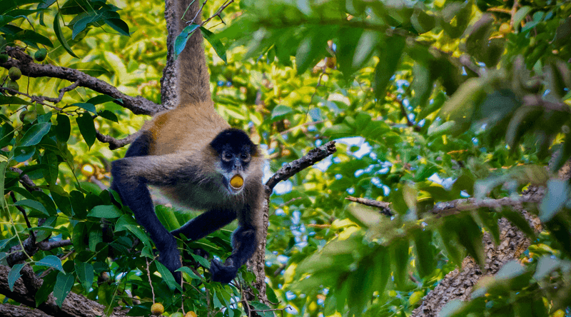 Living on fruits like those of this spondia mombin tree, spider monkeys are exposed to ethanol when the fruits ferment, but they may like it, and that could be quite common among animals