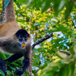 Living on fruits like those of this spondia mombin tree, spider monkeys are exposed to ethanol when the fruits ferment, but they may like it, and that could be quite common among animals