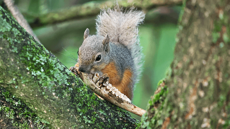 A Japanese squirrel in a tree chewing on a deer jaw bone with the teeth still visible.