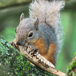 A Japanese squirrel in a tree chewing on a deer jaw bone with the teeth still visible.