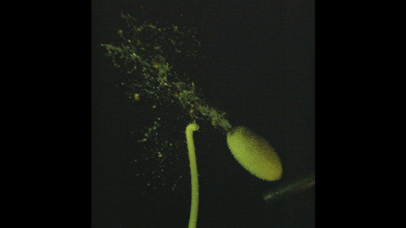 A still showing the jet ejected from a squirting cucumber, which carries its seeds distances of up to 10m away from the mother plant.