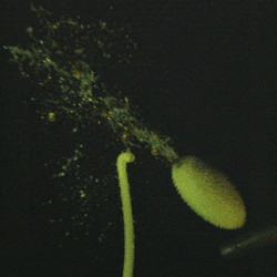 A still showing the jet ejected from a squirting cucumber, which carries its seeds distances of up to 10m away from the mother plant.