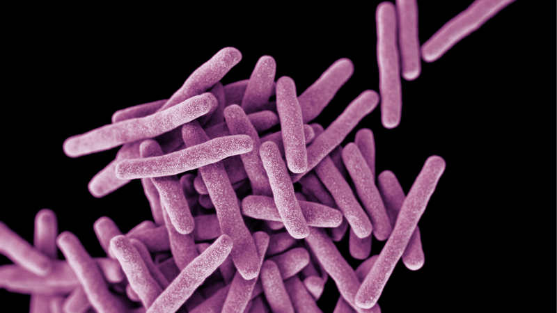 This illustration depicts a three-dimensional (3D) computer-generated image of a cluster of rod-shaped, drug-resistant, Mycobacterium tuberculosis bacteria, the pathogen responsible for causing the disease tuberculosis (TB). The artistic recreation was based upon scanning electron microscopic (SEM) imagery.