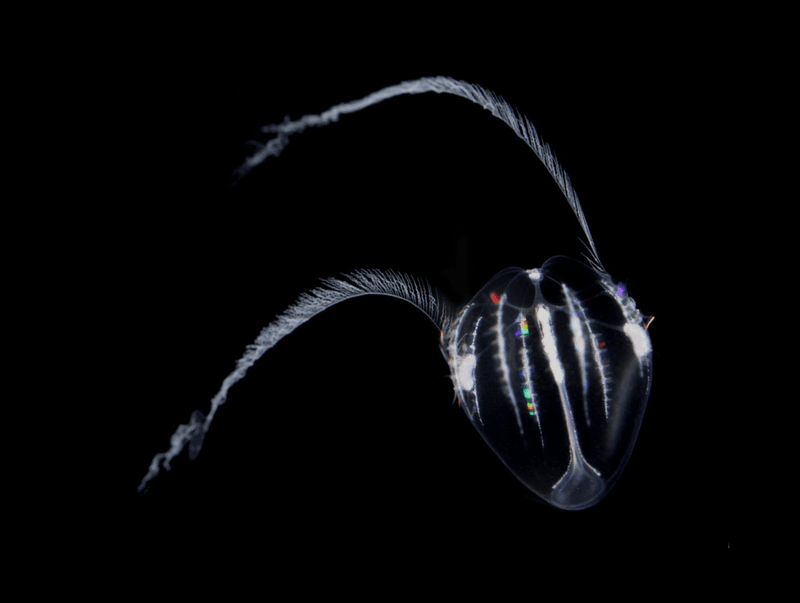 the ctenophore Mnemiopsis leidyi as a cydippid larva