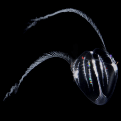 the ctenophore Mnemiopsis leidyi as a cydippid larva