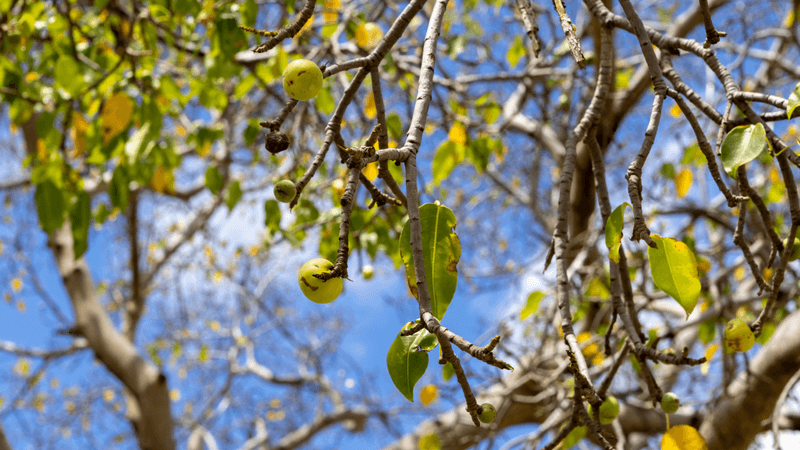 manchineel tree has brown branches/trunk, green leaves and green apple-like fruits