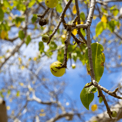 manchineel tree has brown branches/trunk, green leaves and green apple-like fruits