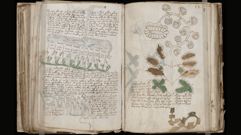 Two distinct pages from the Voynich manuscript, from the biology section and the botany section.